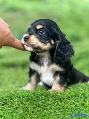 animales y mascotas - hermosos cachorritos  cocker spaniel  4