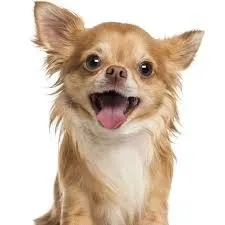 animales y mascotas - Compro o Adopto Chihuahua Adulto 3