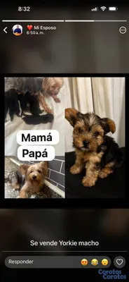 animales y mascotas - yorkie terrier macho disponible  3