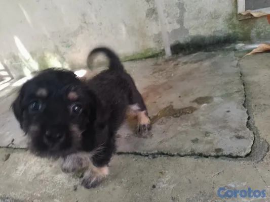animales y mascotas - Cachorro chipoo macho  4