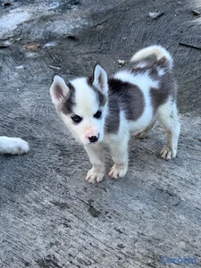 Husky siberiano