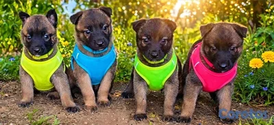 Magníficos Malinois Pastor Belga Cachorros