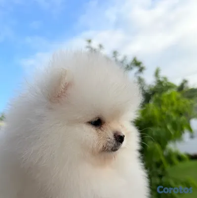 animales y mascotas - VEAS POMS | POMERANIA DE CALIDAD EN REPÚBLICA DOMINICANA 2