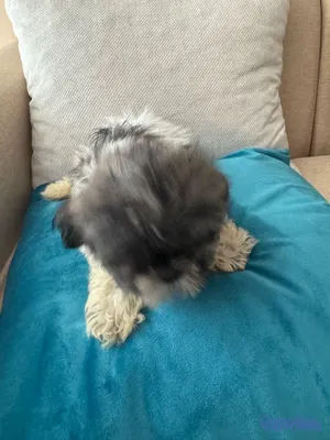 animales y mascotas - vendo cachorros shit tzu raza pura  3