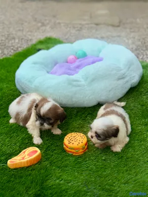 animales y mascotas - Cachorros Shipoo🩵🐶💗 9
