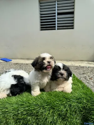 animales y mascotas - cachorro shipoo 4