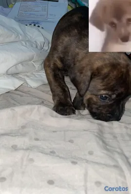animales y mascotas - Pitbull  2