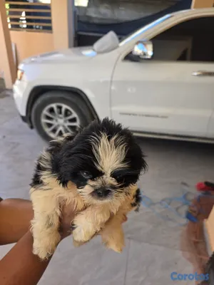 animales y mascotas - hermosas cachorras Shih Tzu 4