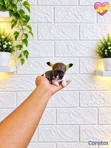 ESPECIAL DE  CACHORRO CHIHUAHUA AMBOS SEXO  EN UBI