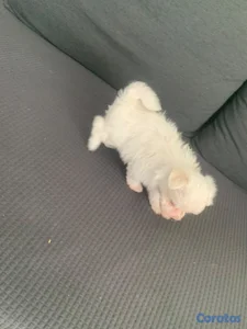 OFERTA CACHORRO MALTÉS MACHO UBICADO EN SANTO DOMINGO Y TIENE SU VACUNAS AL DIA
