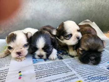 animales y mascotas - CACHORROS SHIH TZU