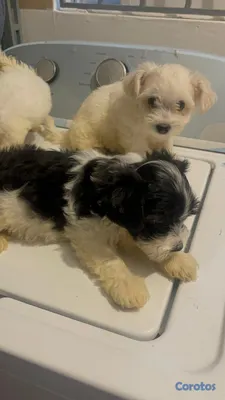 animales y mascotas - Cachorros Shihpoo  6