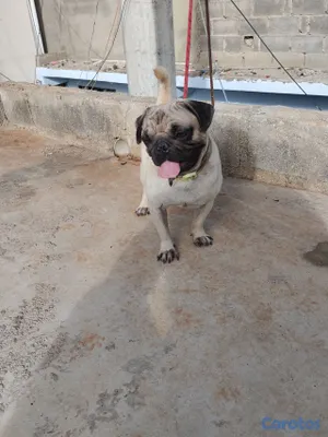 animales y mascotas - pug macho disponible a monta  2