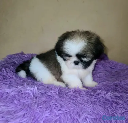 animales y mascotas - hermosos cachorritos shitzu ambos sexo  4