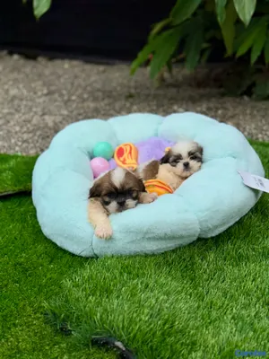 animales y mascotas - Cachorros Shipoo🩵🐶💗 8