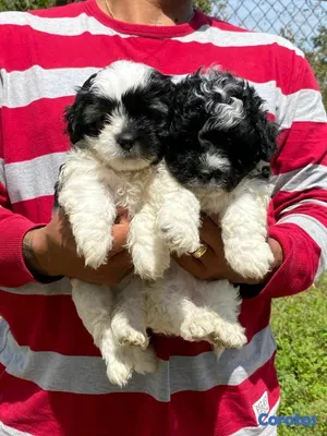 animales y mascotas - hermosos cachorritos de shipoo  5