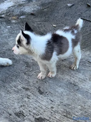 animales y mascotas - Husky siberiano 5