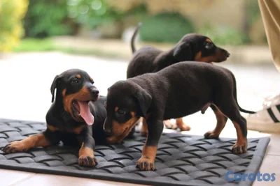 DOBERMAN Cachorros Puros