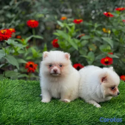 animales y mascotas - Pomerania mini 3