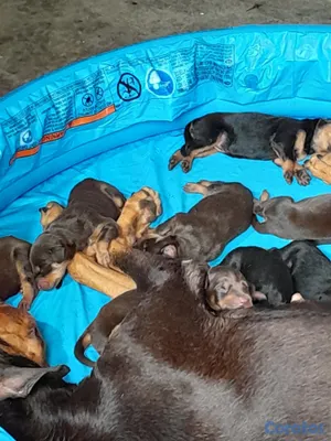 animales y mascotas - Cachorro dogverman puros sino te interesa Nome hag 5