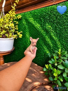 OFERTA CACHORRO CHIHUAHUA MACHO MINI UBICADO EN SANTO 