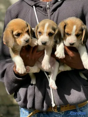 animales y mascotas - hermosos cachorritos de beagle ambos sexo 2