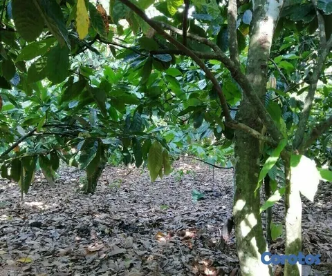 solares y terrenos - Se Vende finca de Cacao en San Fco. De Macoris
 10