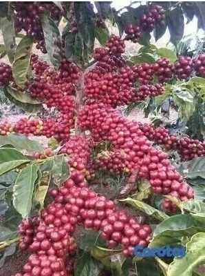 solares y terrenos - Vendo 6,000 Tareas Sembradas De Café 2