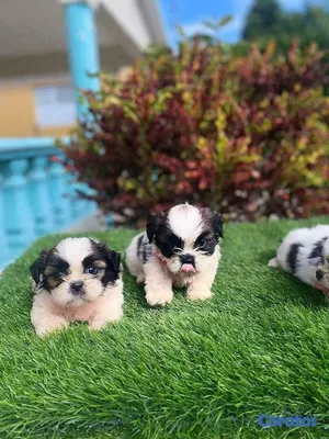 animales y mascotas - Cachorros Shipoo🐾🤍
Hembras y Machos 6