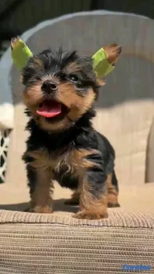 animales y mascotas - hermosos cachorritos de Yorshire mini  2