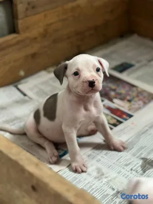 animales y mascotas - hermosos cachorritos de pitbul  3
