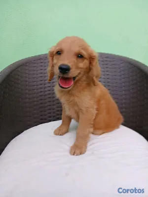 animales y mascotas - Golden Retriever no te quedes sin el tuyo  2