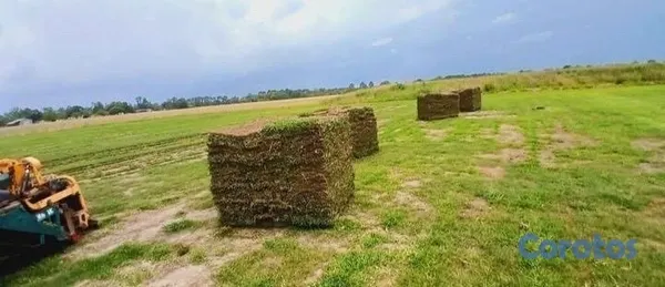 herramientas, jardines y exterior - Vendo todos tipos de paletas de zacate.

San Agustín 
Bermuda.
Zoysia.
 8