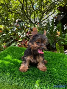 Yorkie mini