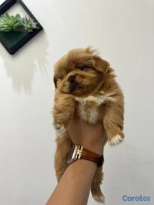 OFERTA CACHORRO PEKINES MACHO UBICADO EN SANTO DOMINGO Y TIENE SU VACUNAS 