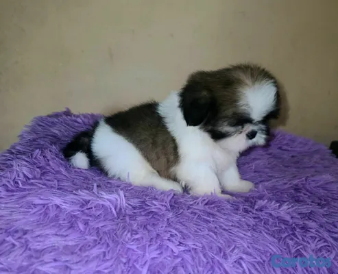 animales y mascotas - hermosos cachorritos shitzu ambos sexo  3