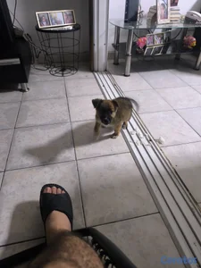 Perro en adopción 