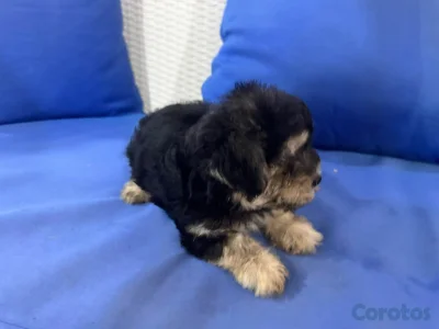 shihpoo chipoo, poodle, pudel