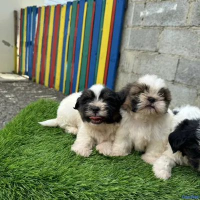 animales y mascotas - cachorro shipoo 5