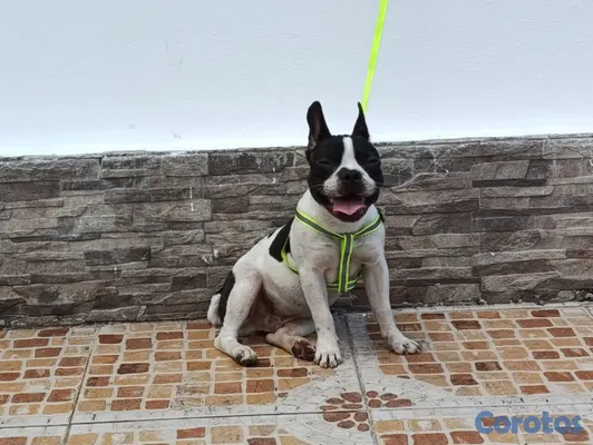 animales y mascotas - Vendo Bulldog francés Frenchie $24,000 macho 6 meses, blanco y negro 3