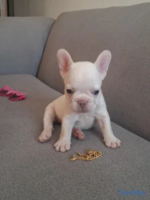 animales y mascotas - OFERTA CACHORRO BULLDOG HEMBRA BLANCA UBICADO EN S 2