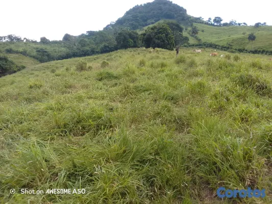 solares y terrenos - finca de 450 tareas con vocación ganadera en yamasa  7