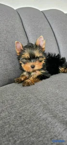 hermosos cachorritos de yorshire toy