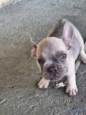 animales y mascotas - Bulldog Frances Toy  3
