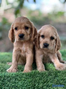 hermosos cachorritos cocker 