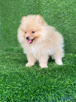 animales y mascotas - hermosos cachorritos pomerania mini  5