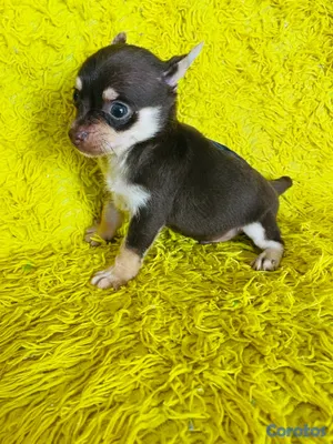 animales y mascotas - El mozo cachorro chiguagua  2