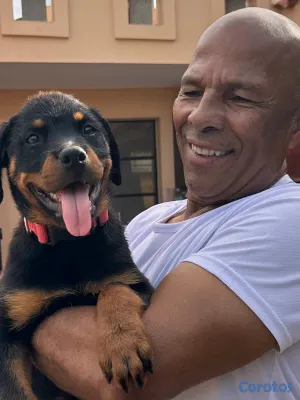 animales y mascotas - 🐾 Cachorros Rottweiler con Pedigree – Excelente Línea de Sangre 🐾 16