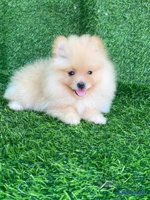 animales y mascotas - hermosos cachorritos pomerania mini  9