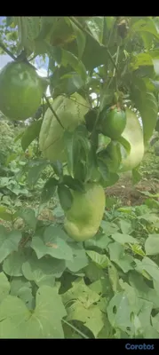 herramientas, jardines y exterior - Fertilizantes Orgánico liquido a campo abierto y I 10